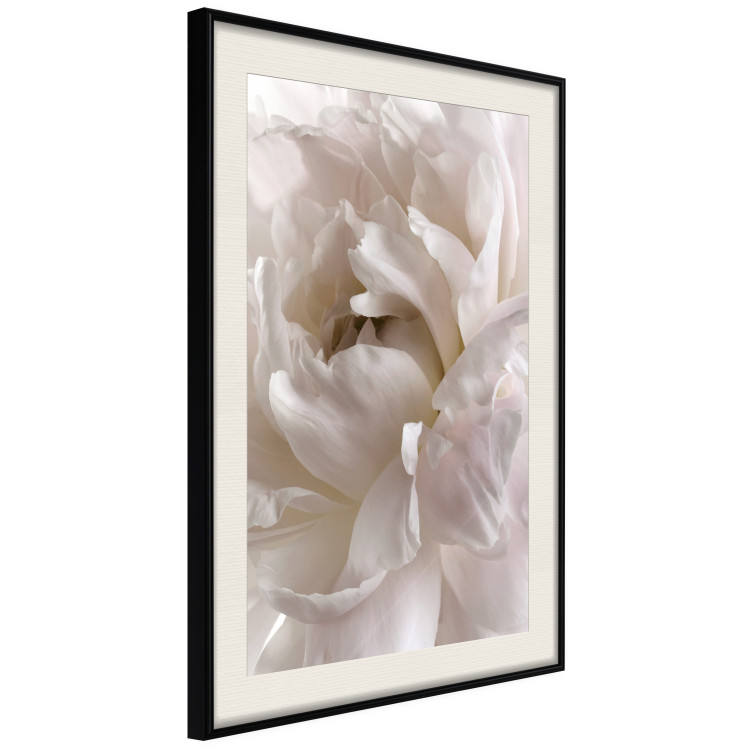 Wall Poster Fluffy Absent-mindedness - white velvety flower in light composition 127832 additionalImage 2