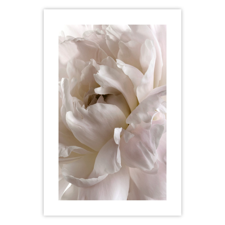 Wall Poster Fluffy Absent-mindedness - white velvety flower in light composition 127832 additionalImage 25