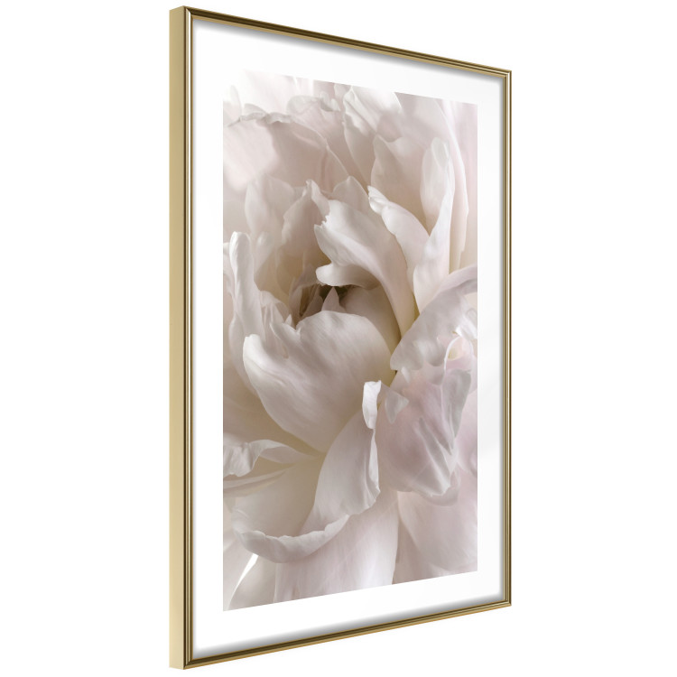 Wall Poster Fluffy Absent-mindedness - white velvety flower in light composition 127832 additionalImage 7