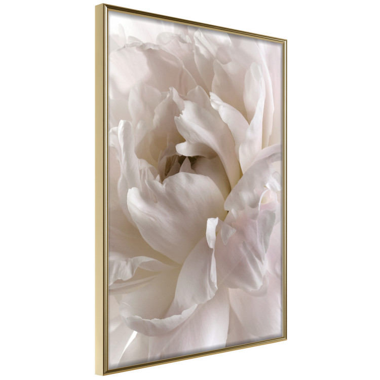 Wall Poster Fluffy Absent-mindedness - white velvety flower in light composition 127832 additionalImage 12