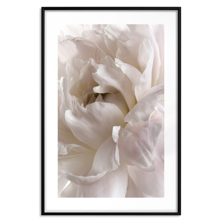 Wall Poster Fluffy Absent-mindedness - white velvety flower in light composition 127832 additionalImage 17