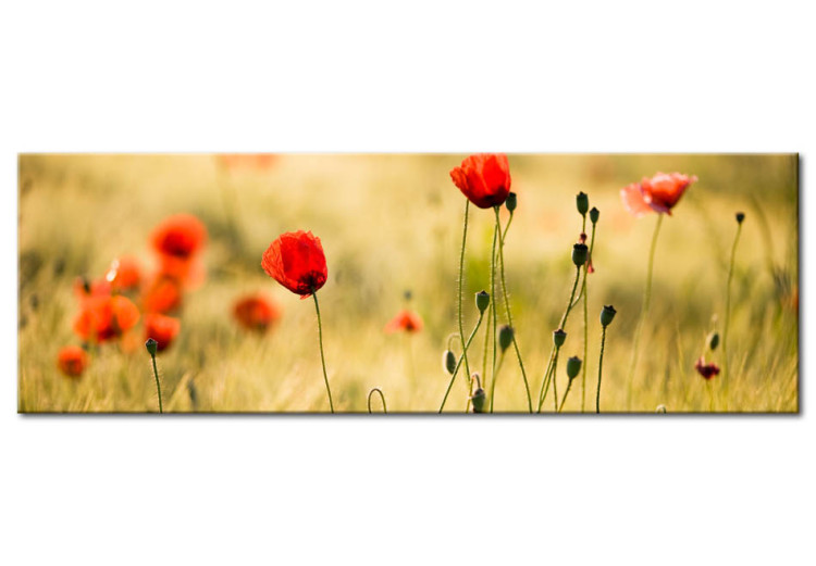 Canvas Art Print Spring poppies meadow 58732