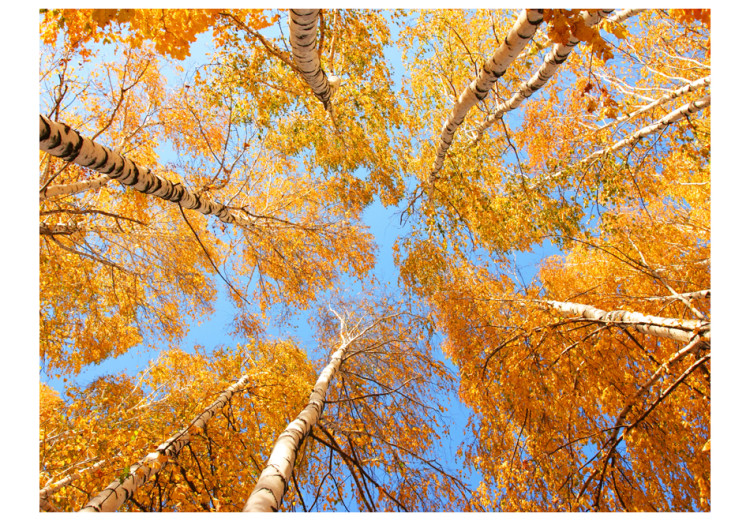 Photo Wallpaper Autumnal treetops 60532 additionalImage 1