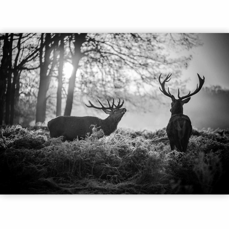 Photo Wallpaper Deers in the Morning 126942 additionalImage 5