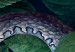 Canvas Snake in the Leaves - Wild Fauna and Flora of the Dark Jungle 149842 additionalThumb 4