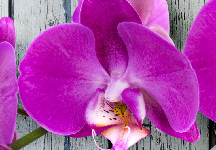 Canvas Print Harmony: orchid 58642 additionalImage 4