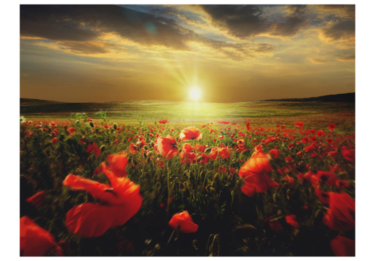 Photo Wallpaper Poppy Field - Morning and Floral Motif in the Form of a Meadow in the Morning Sun 60642 additionalImage 1