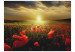 Photo Wallpaper Poppy Field - Morning and Floral Motif in the Form of a Meadow in the Morning Sun 60642 additionalThumb 1