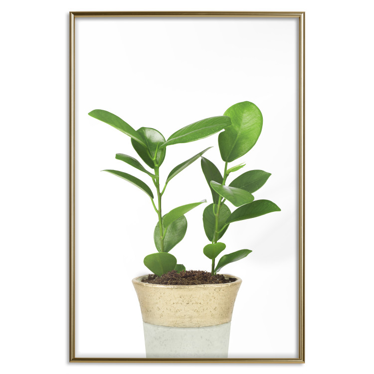 Wall Poster Potted Plant - composition with green leaves on a solid background 116652 additionalImage 16