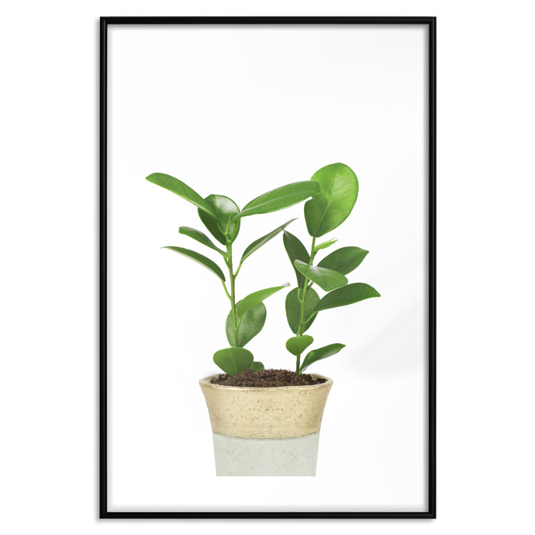 Wall Poster Potted Plant - composition with green leaves on a solid background 116652 additionalImage 17