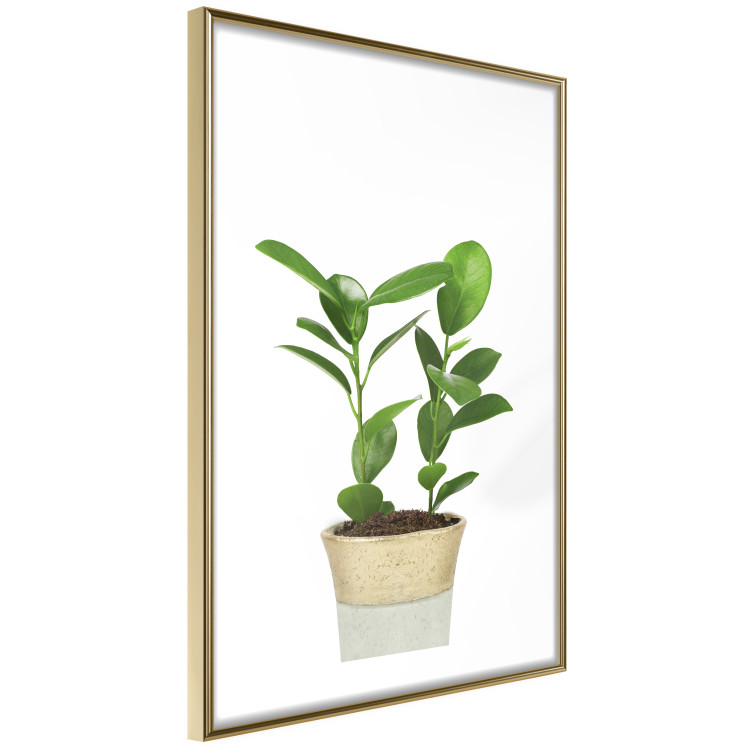 Wall Poster Potted Plant - composition with green leaves on a solid background 116652 additionalImage 6