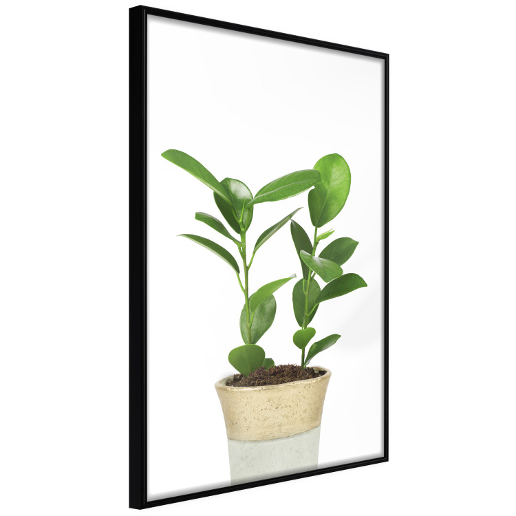 Wall Poster Potted Plant - composition with green leaves on a solid background 116652 additionalImage 12
