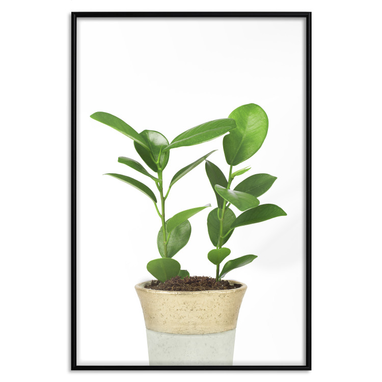 Wall Poster Potted Plant - composition with green leaves on a solid background 116652 additionalImage 18