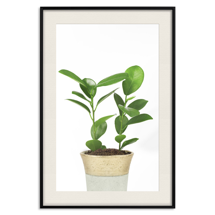 Wall Poster Potted Plant - composition with green leaves on a solid background 116652 additionalImage 18