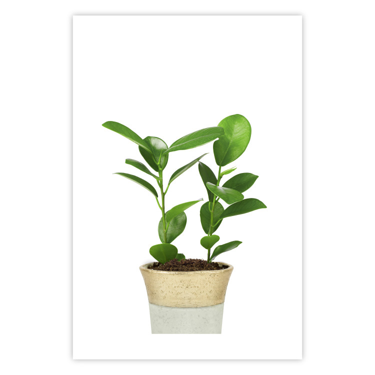 Wall Poster Potted Plant - composition with green leaves on a solid background 116652 additionalImage 25