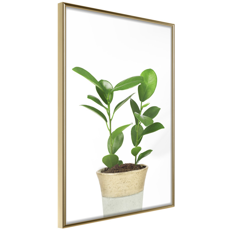 Wall Poster Potted Plant - composition with green leaves on a solid background 116652 additionalImage 12