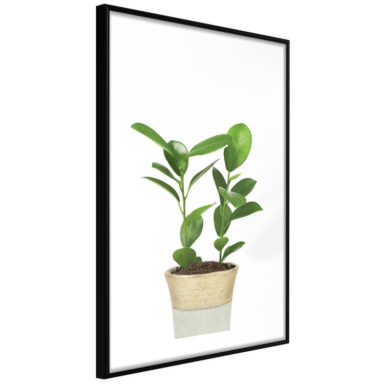 Wall Poster Potted Plant - composition with green leaves on a solid background 116652 additionalImage 11