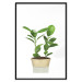 Wall Poster Potted Plant - composition with green leaves on a solid background 116652 additionalThumb 15
