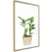 Wall Poster Potted Plant - composition with green leaves on a solid background 116652 additionalThumb 8