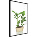 Wall Poster Potted Plant - composition with green leaves on a solid background 116652 additionalThumb 10