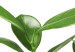 Wall Poster Potted Plant - composition with green leaves on a solid background 116652 additionalThumb 11