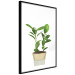 Wall Poster Potted Plant - composition with green leaves on a solid background 116652 additionalThumb 13
