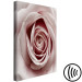 Canvas Print Pink Charm (1-part) - Blooming Rose in Pastel Shade 117152 additionalThumb 6