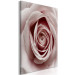 Canvas Print Pink Charm (1-part) - Blooming Rose in Pastel Shade 117152 additionalThumb 2