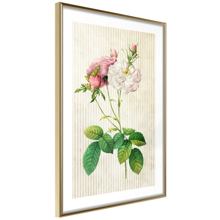 Poster Floral Chic - colorful composition with flowers and beige stripes in the background 117352 additionalImage 6