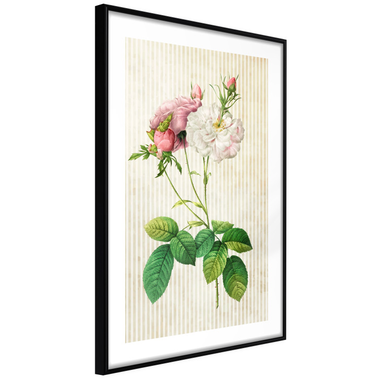Poster Floral Chic - colorful composition with flowers and beige stripes in the background 117352 additionalImage 13