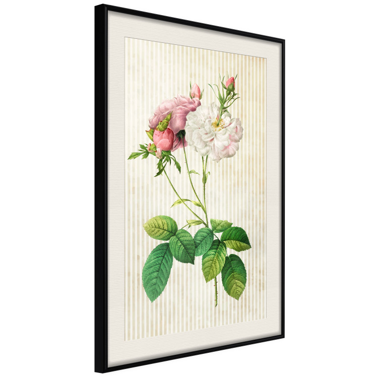 Poster Floral Chic - colorful composition with flowers and beige stripes in the background 117352 additionalImage 3
