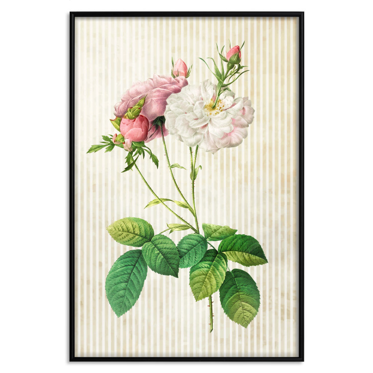 Poster Floral Chic - colorful composition with flowers and beige stripes in the background 117352 additionalImage 24