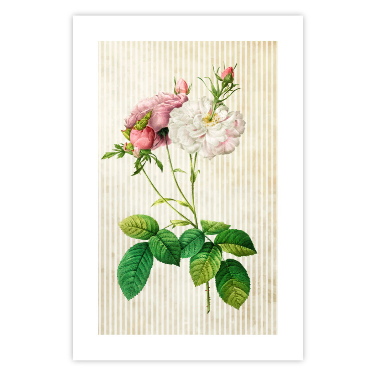 Poster Floral Chic - colorful composition with flowers and beige stripes in the background 117352 additionalImage 25