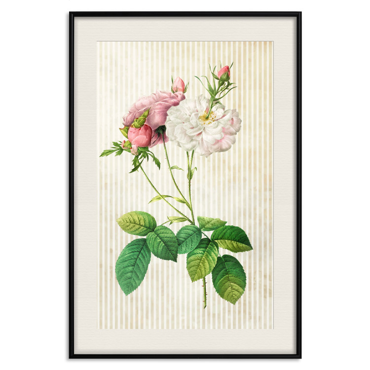 Poster Floral Chic - colorful composition with flowers and beige stripes in the background 117352 additionalImage 18