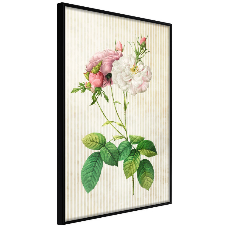 Poster Floral Chic - colorful composition with flowers and beige stripes in the background 117352 additionalImage 12