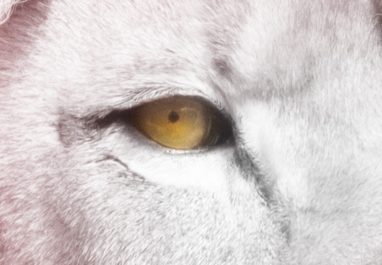 Wall Poster Beauty in Strength - reddened white lion portrait with yellow eyes 123052 additionalImage 6