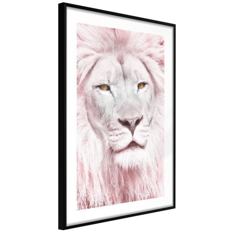 Wall Poster Beauty in Strength - reddened white lion portrait with yellow eyes 123052 additionalImage 3