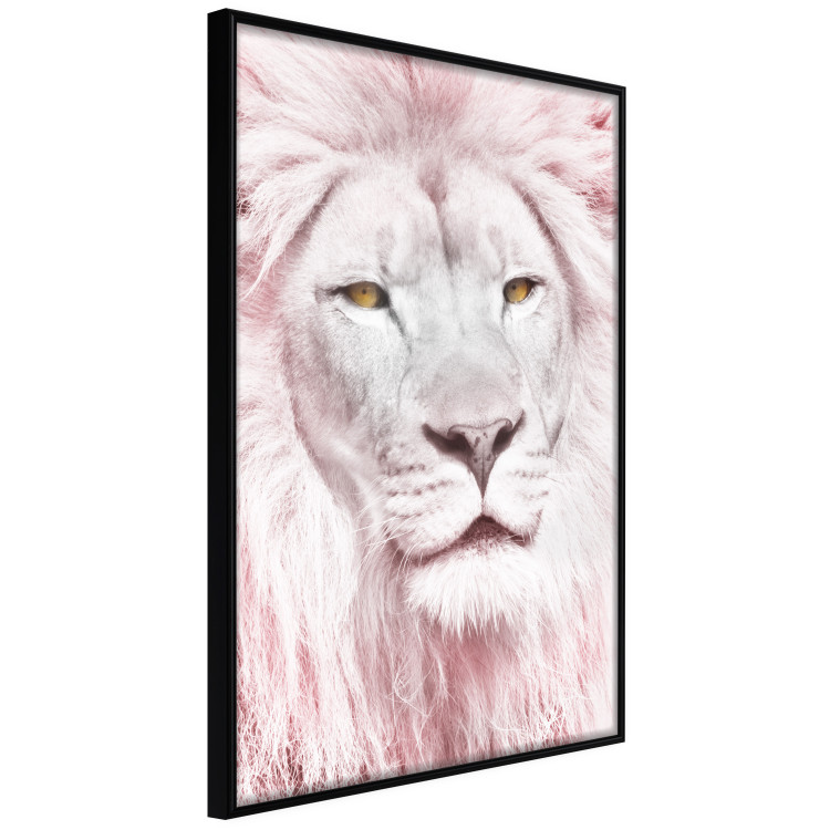Wall Poster Beauty in Strength - reddened white lion portrait with yellow eyes 123052 additionalImage 9