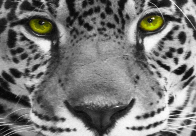 Canvas Art Print Green-Eyed Predator (1 Part) Wide Black and White 125952 additionalImage 5