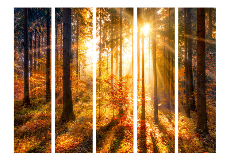 Room Separator Awakening of Autumn II (5-piece) - sunny landscape in the middle of the forest 132552 additionalImage 3