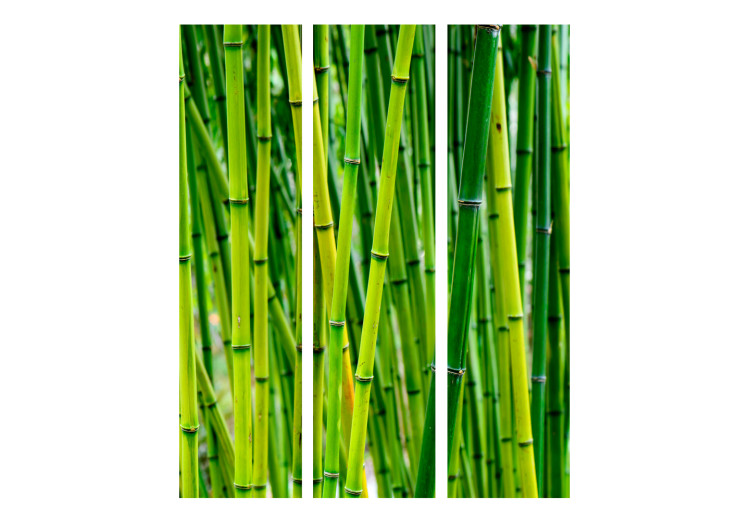 Room Divider Bamboo Forest - green bamboo trees in an oriental Zen motif 97352 additionalImage 3