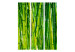 Room Divider Bamboo Forest - green bamboo trees in an oriental Zen motif 97352 additionalThumb 3