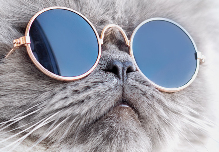 Poster Cat in Glasses - Playful composition with an animal on a white background 114362 additionalImage 9