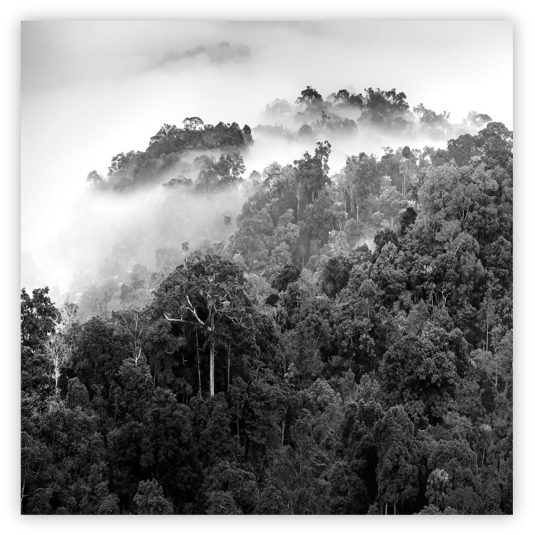 Wall Poster Rainy Forest - black and white landscape with a view of trees and fog 120462