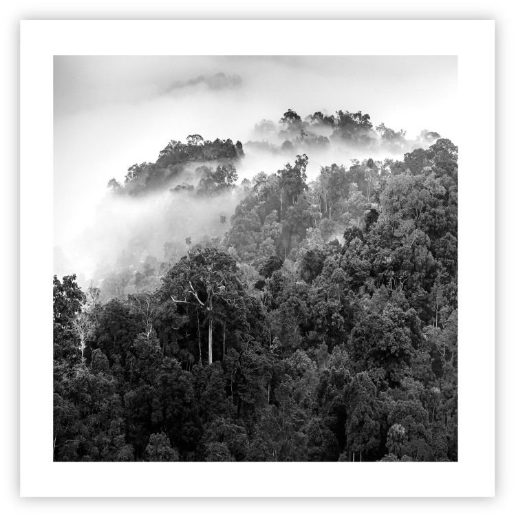 Wall Poster Rainy Forest - black and white landscape with a view of trees and fog 120462 additionalImage 25