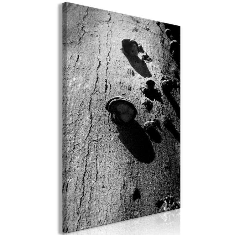 Canvas Print Forest balance - black and white photography with a detail of a tree 122362 additionalImage 2