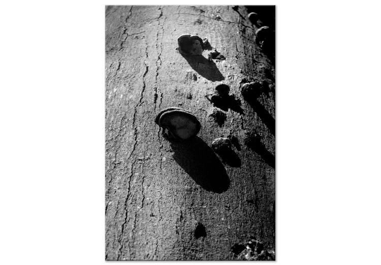 Canvas Print Forest balance - black and white photography with a detail of a tree 122362