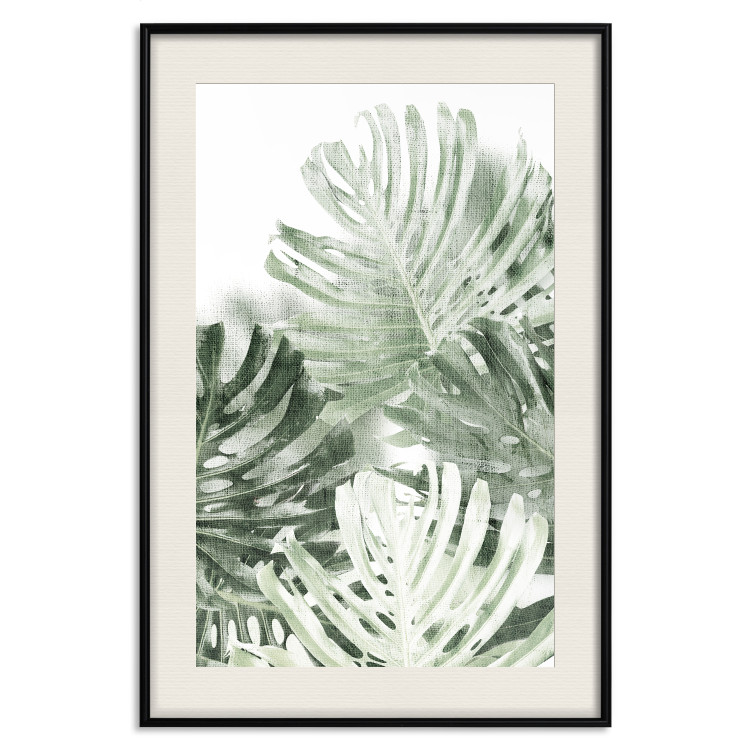 Wall Poster Cool Green - composition of green monstera leaves on a white background 126862 additionalImage 19