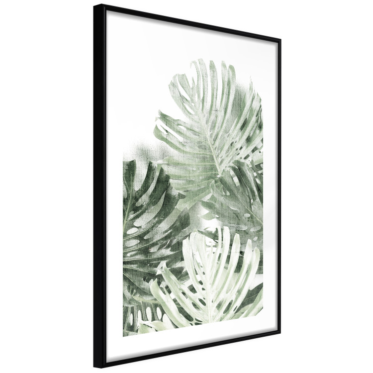 Wall Poster Cool Green - composition of green monstera leaves on a white background 126862 additionalImage 8