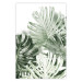 Wall Poster Cool Green - composition of green monstera leaves on a white background 126862
